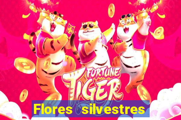 Flores silvestres brasileiras 25